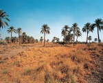 Babylon, Tower of Babylon, landmines, 6 months prior to 2nd Iraq War