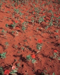 Brasiiia, red soil and flowers