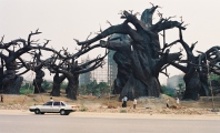 Trees in Beijing amusement park