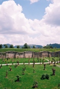 new bonsai garden, Duyun