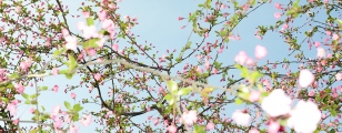 Kirschblüte bei Tag