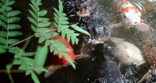 Kyoto Temple Gardens Fish