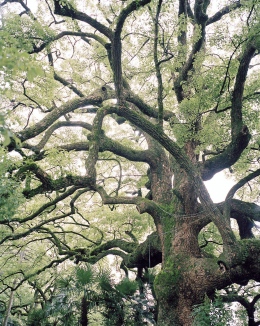 Tree at a Kyoto Temple