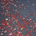 Tokyo-red flower petals