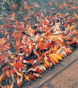 Shanghai, Pudong Lujiazui Park, Fish