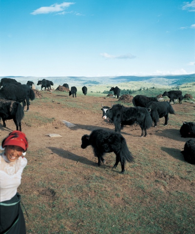 Woman taking care of her Yaks, mountain side, Tagong Sichuan